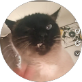 photo de profil de Yanis